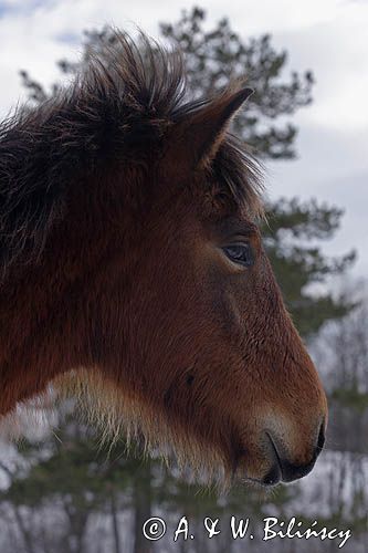 hucuł, Bieszczady, Stadnina Koni huculskich Tabun