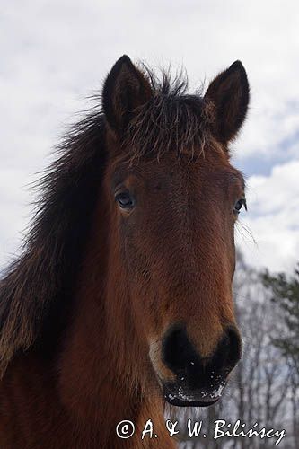 hucuł, Bieszczady, Stadnina Koni huculskich Tabun