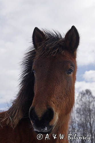 hucuł, Bieszczady, Stadnina Koni huculskich Tabun