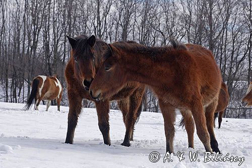 hucuły, Bieszczady, Stadnina Koni huculskich Tabun