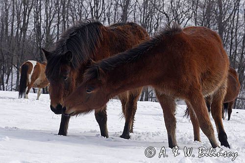 hucuły, Bieszczady, Stadnina Koni huculskich Tabun