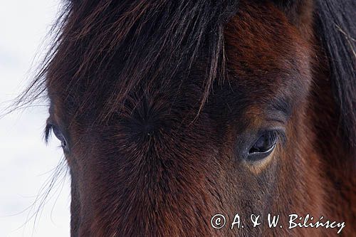 hucuł, Bieszczady, Stadnina Koni huculskich Tabun