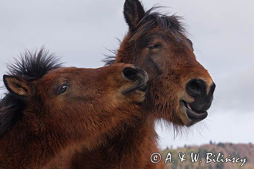 hucuły, Bieszczady, Stadnina Koni huculskich Tabun