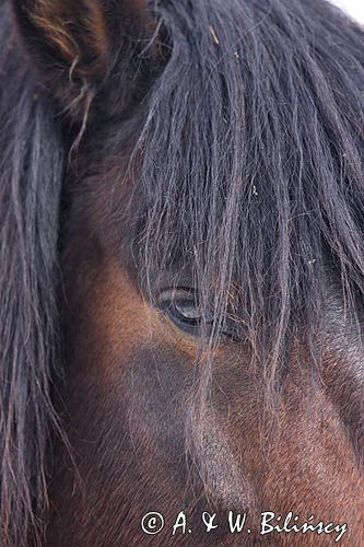 hucuł, Bieszczady, Stadnina Koni huculskich Tabun