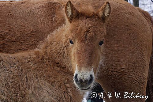 hucuły, źrebię, Bieszczady, Stadnina Koni huculskich Tabun