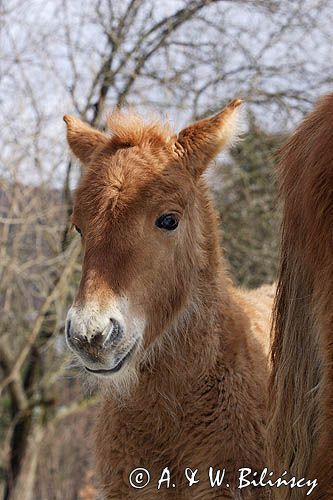 hucuły, źrebię , Bieszczady, Stadnina Koni huculskich Tabun