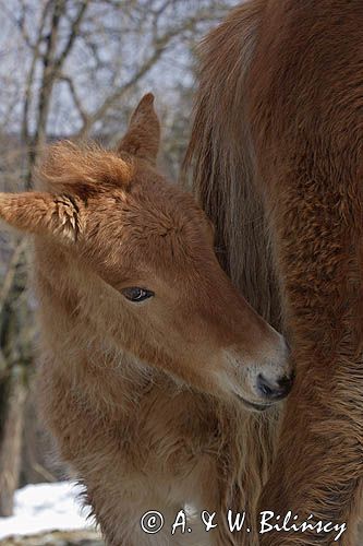 hucuły, źrebię, Bieszczady, Stadnina Koni huculskich Tabun