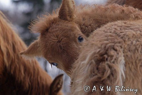 hucuły, źrebię, Bieszczady, Stadnina Koni huculskich Tabun