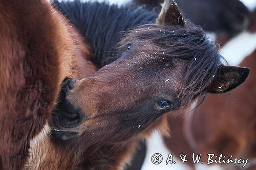 hucuły, Stadnina Koni Huculskich Tabun, Bieszczady