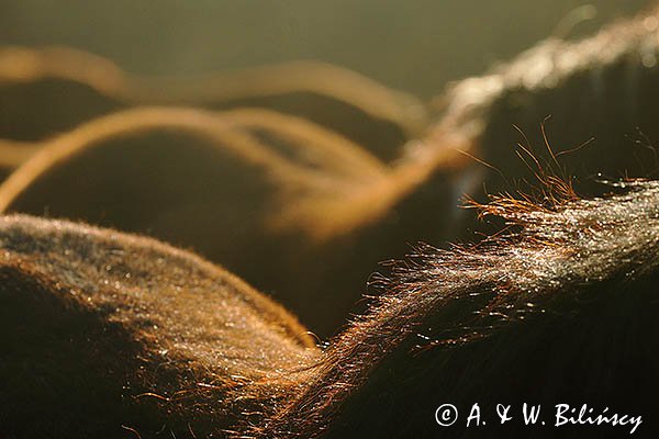 Hucuły, Stadnina Koni Huculskich Tabun