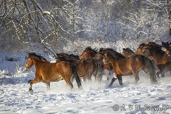 hucuły, Stadnina Koni huculskich Tabun, Bieszczady