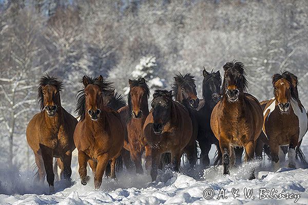 hucuły, Stadnina Koni huculskich Tabun, Bieszczady