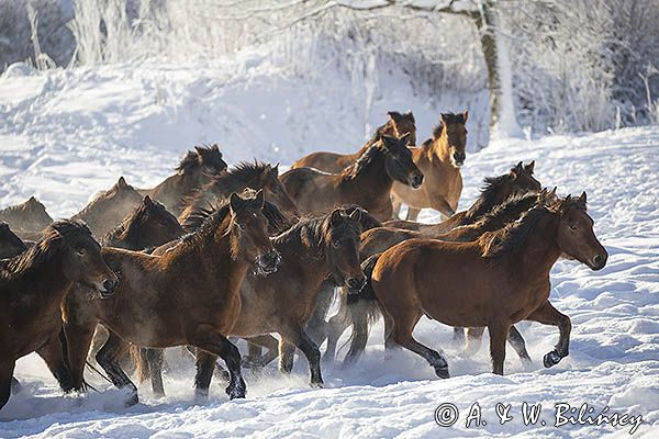 hucuły, Stadnina Koni huculskich Tabun, Bieszczady