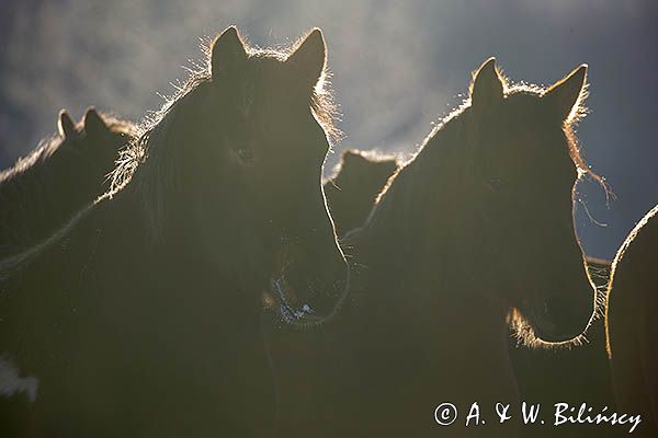 hucuły, Stadnina Koni huculskich Tabun, Bieszczady