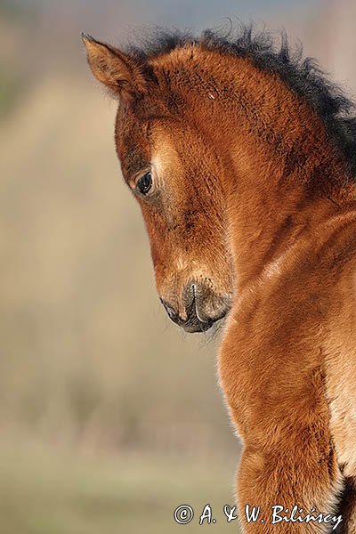 Hucuły, Stadnina Koni Huculskich Tabun