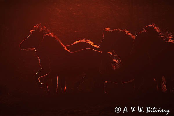 Hucuły, Stadnina Koni Huculskich Tabun