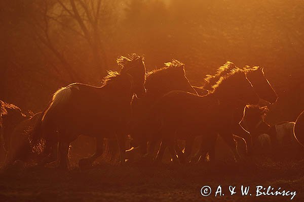 Hucuły, Stadnina Koni Huculskich Tabun
