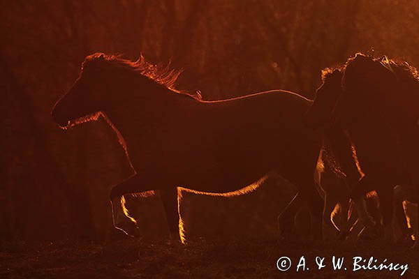 Hucuły, Stadnina Koni Huculskich Tabun