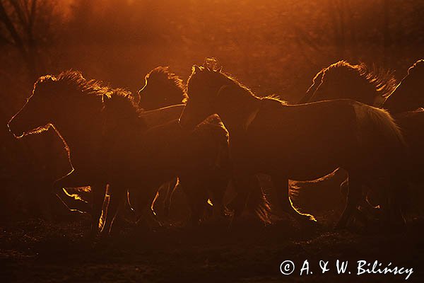 Hucuły, Stadnina Koni Huculskich Tabun