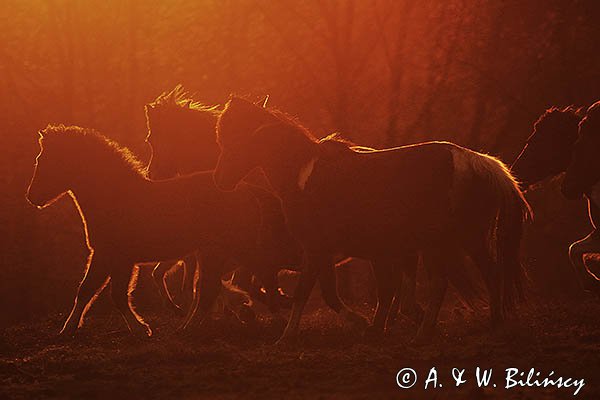 Hucuły, Stadnina Koni Huculskich Tabun