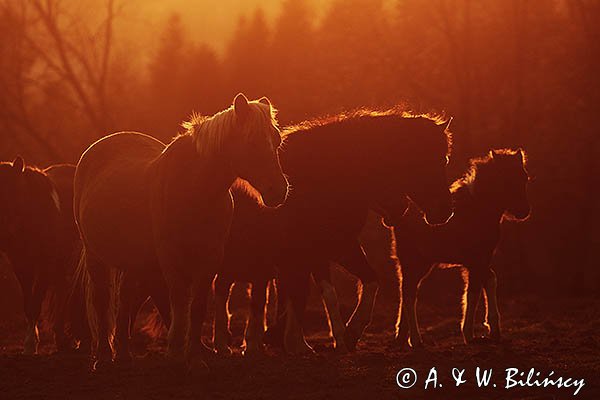 Hucuły, Stadnina Koni Huculskich Tabun