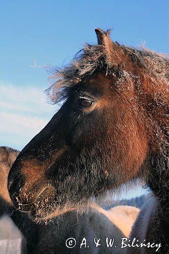 hucuł Otryt w mroźny poranek, Bieszczady