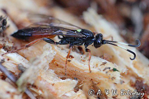 Ichneumon bucculentus, gąsienicznik