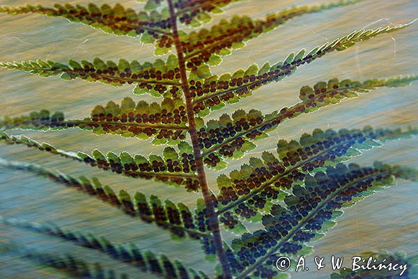 Liście paproci, impresja