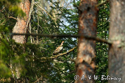 jarząbek Tetrastes bonasia samiec