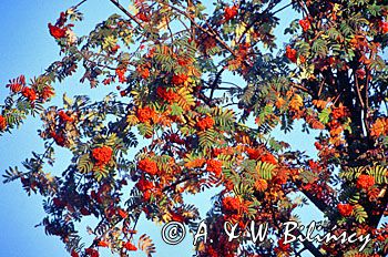 Jarzębina owoce jarząb