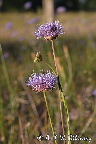 Jasione montana jasieniec piaskowy) , kwiaty