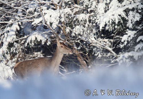 jeleń szlachetny, europejski, Cervus elaphus elaphus jeleń karpacki, bieszczadzki, łania © Agnieszka & Włodek Bilińscy, łania, łanie