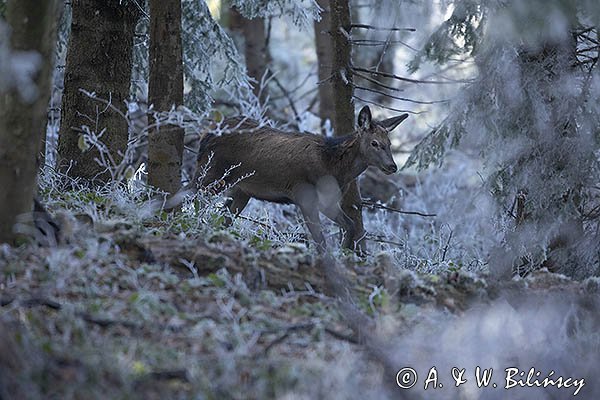 jeleń szlachetny, europejski, Cervus elaphus elaphus
jeleń karpacki, młody osobnik