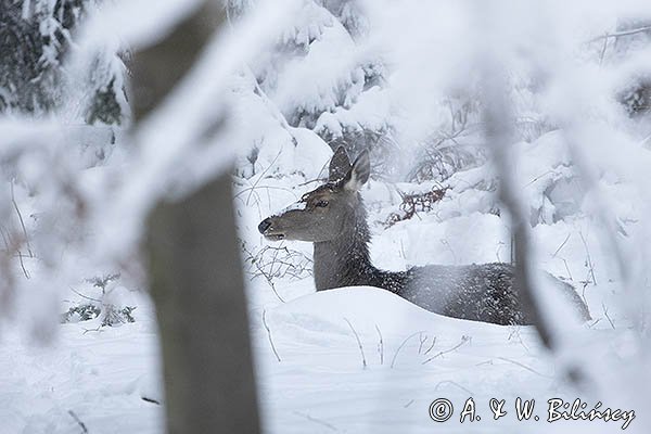  jeleń szlachetny, europejski, Cervus elaphus elaphus
jeleń karpacki, cielak