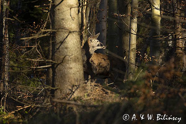  jeleń szlachetny, europejski, Cervus elaphus elaphus
jeleń karpacki, samiec