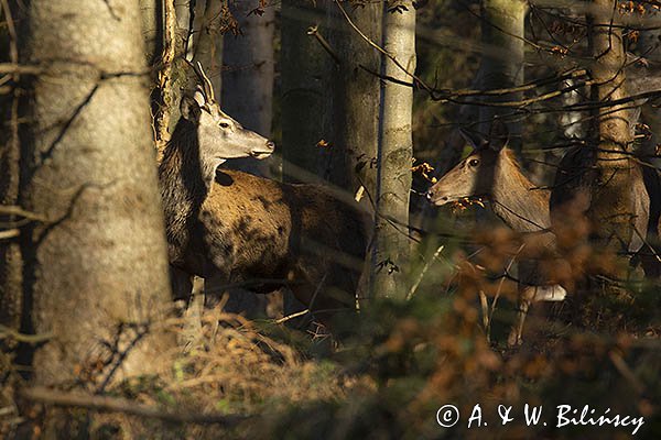 jeleń szlachetny, europejski, Cervus elaphus elaphus
jeleń karpacki, byk i łania