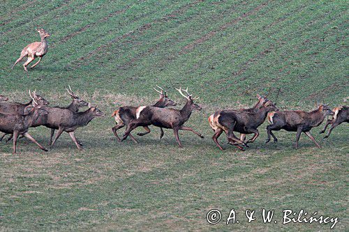 jeleń szlachetny, europejski, Cervus elaphus elaphus jeleń karpacki,Bieszczady