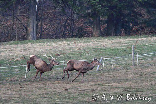 jeleń szlachetny, europejski, Cervus elaphus elaphus jeleń karpacki,Bieszczady