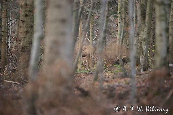 jeleń szlachetny, europejski, Cervus elaphus elaphus
jeleń karpacki, Bieszczady