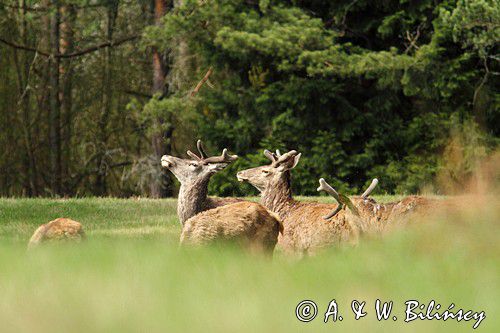 jeleń szlachetny, europejski, Cervus elaphus elaphus jeleń karpacki,Bieszczady