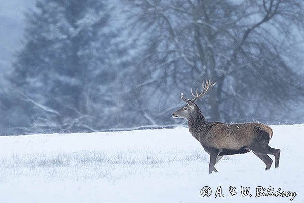  jeleń szlachetny, europejski, Cervus elaphus elaphus
jeleń karpacki, byk na łące