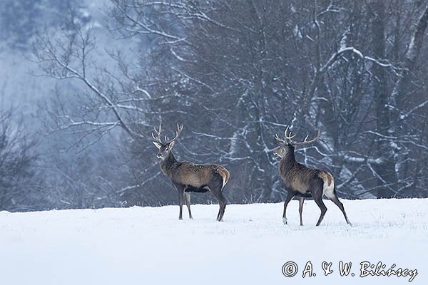 jeleń szlachetny, europejski, Cervus elaphus elaphus
jeleń karpacki, byki na łące
