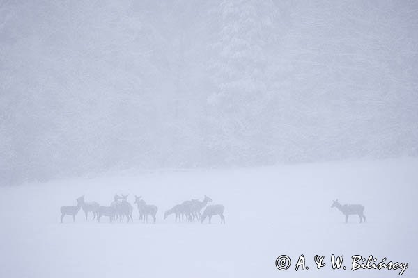 jeleń szlachetny, europejski, Cervus elaphus elaphus
jeleń karpacki, łanie i młodzież na łące
