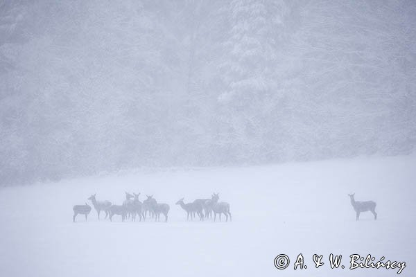 jeleń szlachetny, europejski, Cervus elaphus elaphus
jeleń karpacki, łanie i młodzież na łące