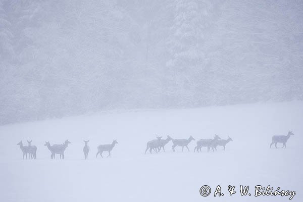 jeleń szlachetny, europejski, Cervus elaphus elaphus
jeleń karpacki, łanie i młodzież na łące