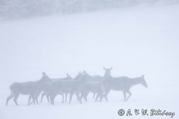 jeleń szlachetny, europejski, Cervus elaphus elaphus
jeleń karpacki, łanie i młodzież na łące