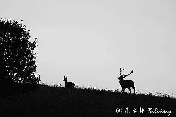jeleń szlachetny, europejski, Cervus elaphus elaphus jeleń karpacki, rykowisko, Bieszczady, byk