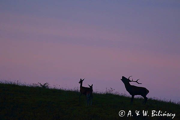 jeleń szlachetny, europejski, Cervus elaphus elaphus jeleń karpacki, rykowisko, Bieszczady, byk