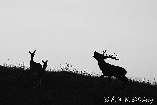 jeleń szlachetny, europejski, Cervus elaphus elaphus jeleń karpacki, rykowisko, Bieszczady, ryczący byk