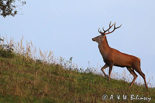 jeleń szlachetny, europejski, Cervus elaphus elaphus jeleń karpacki, rykowisko, Bieszczady, byk